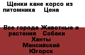 Щенки кане корсо из  питомника! › Цена ­ 65 000 - Все города Животные и растения » Собаки   . Ханты-Мансийский,Югорск г.